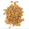 Organic Einkorn Whole Grain Farro Berries, USA Grown. Gluten Problems? Try Einkorn! Non-gmo. Original and Non-hybridized, Plastic-free Packaging (Einkorn Berries, 15 lb.) view 2