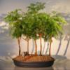 Bonsai Boy's Dawn Redwood Bonsai Tree - 5 Tree Forest Group metasequoia glypt... view 1