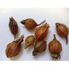 #1 Zhi Zi Chinese Herb | Cape Jasmine | Dried Gardenia Fruit | Gardenia Jasminoides | Authentic Chinese Whole Herb,1 Oz - Plum Dragon Herbs view 2