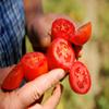 Bianco Dinapoli, Whole Peeled Tomatoes Organic, 28 Ounce view 3