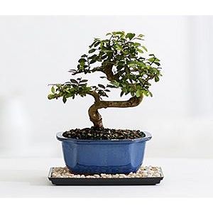 Chinese Elm Bonsai