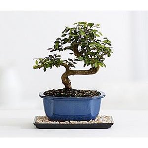 Chinese Elm Bonsai