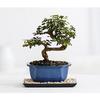 Chinese Elm Bonsai view 1