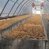 Almond Crush Chocolate Dipped Solar Dried Banana 180 G. view 3