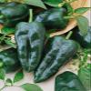 50+ Heirloom Hot Pepper Garden Seeds - "Ancho Grande - Pablano" Mild Pepper! view 1