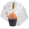 Florida Sun Kefir Large Portion Cup with 33% More Live Natural Water Kefir Grains view 1