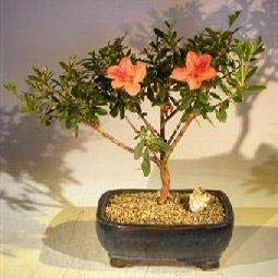 Bonsai Boy Flowering Tropical Duc De Rohan Azalea Bonsai Tree southern indica