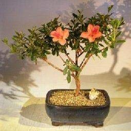 Bonsai Boy Flowering Tropical Duc De Rohan Azalea Bonsai Tree southern indica