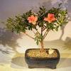 Bonsai Boy Flowering Tropical Duc De Rohan Azalea Bonsai Tree southern indica view 1
