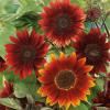 Eden Brothers Sunflower Seeds - Moulin Rouge view 1