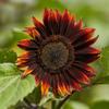 Eden Brothers Sunflower Seeds - Moulin Rouge view 2