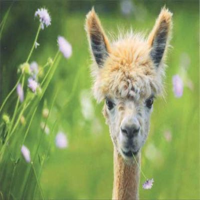 Baby Alpaca Avanti Deluxe Matte Blank Note Card