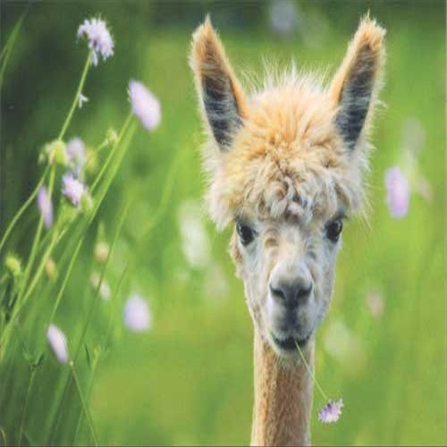 Baby Alpaca Avanti Deluxe Matte Blank Note Card