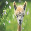 Baby Alpaca Avanti Deluxe Matte Blank Note Card view 1