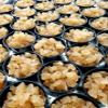 2 PORTION CUPS Live Florida Sun Kefir LARGE HEALTHY Water Kefir Grains (Tibicos) Natural Probiotics view 3