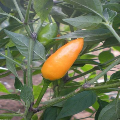 10 Yemen Chili, Pepper, Capsicum Baccatum , Very Beautiful Upright Pods, Very Rare,