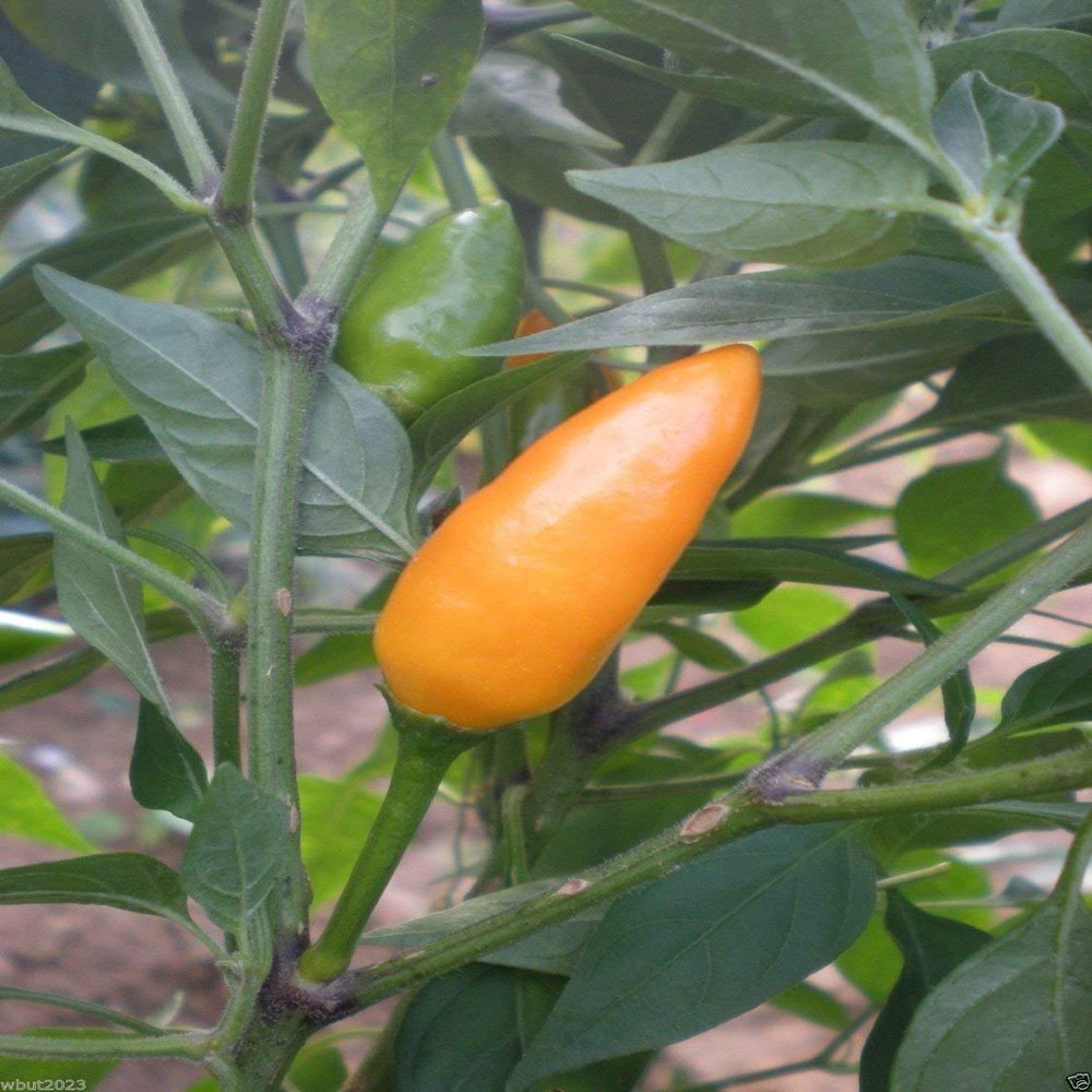 10 Yemen Chili, Pepper, Capsicum Baccatum , Very Beautiful Upright Pods, Very Rare,