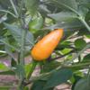 10 Yemen Chili, Pepper, Capsicum Baccatum , Very Beautiful Upright Pods, Very Rare, view 1