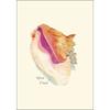 Earth Sky + Water - Queen Conch Shell Boxed Note Cards view 2