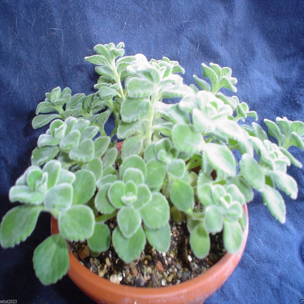 1000 Seeds Broad Leaf Thyme AKA Cuban Oregano, Spanish Thyme, Mexican Thyme !