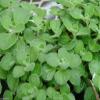 1000 Seeds Broad Leaf Thyme AKA Cuban Oregano, Spanish Thyme, Mexican Thyme ! view 2
