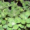 1000 Seeds Broad Leaf Thyme AKA Cuban Oregano, Spanish Thyme, Mexican Thyme ! view 3
