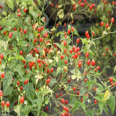 10 Seeds Desert Tepin Chili "Mother of All Peppers,"- Super HOT - 250,000 Scoville Unit
