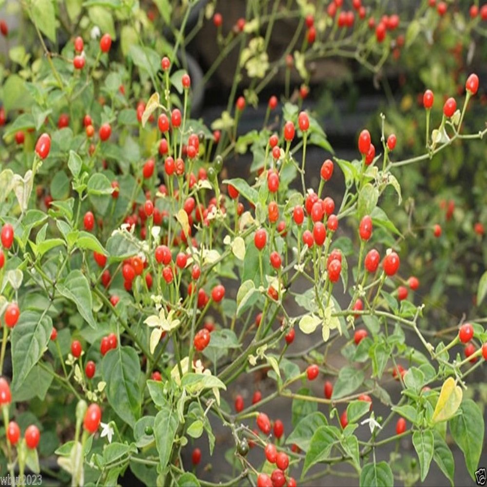 10 Seeds Desert Tepin Chili "Mother of All Peppers,"- Super HOT - 250,000 Scoville Unit