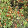 10 Seeds Desert Tepin Chili "Mother of All Peppers,"- Super HOT - 250,000 Scoville Unit view 1