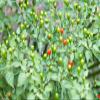 10 Seeds Desert Tepin Chili "Mother of All Peppers,"- Super HOT - 250,000 Scoville Unit view 3