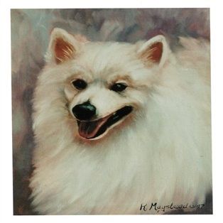 American Eskimo Head Study Notecards