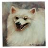 American Eskimo Head Study Notecards view 1