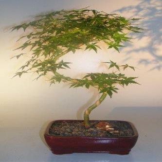 Bonsai Boy Japanese Green Maple Bonsai Tree Curved S Shape Trunk acer palmatum