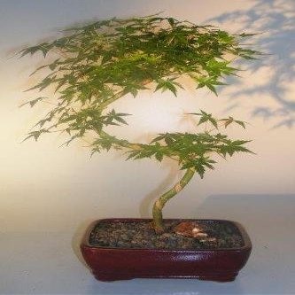 Bonsai Boy Japanese Green Maple Bonsai Tree Curved S Shape Trunk acer palmatum