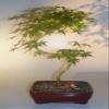 Bonsai Boy Japanese Green Maple Bonsai Tree Curved S Shape Trunk acer palmatum view 1