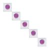 Yogurt Starter Cultures - Pack of 5 Freeze-dried Culture Sachets for Pure Acidophilus Yogurt (5) view 4