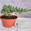 Japanese Juniper Bonsai Starter Tree - 4" pot - Juniperus procumbens 'Nana'+Bonsai Fertilizer Slow Release By-jmbamboo view 1