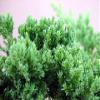 Japanese Juniper Bonsai Starter Tree - 4" pot - Juniperus procumbens 'Nana'+Bonsai Fertilizer Slow Release By-jmbamboo view 2