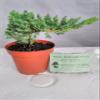 Japanese Juniper Bonsai Starter Tree - 4" pot - Juniperus procumbens 'Nana'+Bonsai Fertilizer Slow Release By-jmbamboo view 3