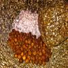 Allspice Salt from the Seasoned Sea Salts Collection by Merchant Spice Co. view 1
