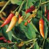 2 Ounce Tabasco Pepper Powder, Dried n Ground Seasoning - A Versatile Spicy Seasoning to use on a Variety of Meals. - Country Creek LLC view 2