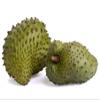 Organic Graviola Liquid Soursop Extract 4 oz Wildcrafted Tincture (Annona Muricata) : Immune System Booster (4oz) view 4