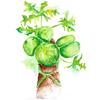 Maui Medicinal Herbs Green Papaya Fruit Powder 2oz Zip-Pouch view 4
