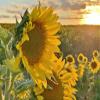 Simply Sunflower All Natural Sunflower Oil, 16 FZ view 3