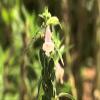 1500 Black Sesame Sesamum Indicum Vegetable Flower Seeds view 2