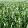 1500 Black Sesame Sesamum Indicum Vegetable Flower Seeds view 3