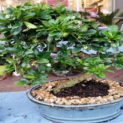 Indoorbonsaiandexotics Imported Fukien Tea Beginner Bonsai Tree (Indoors)