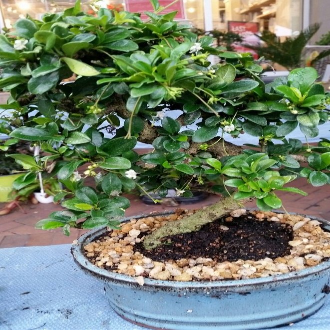 Indoorbonsaiandexotics Imported Fukien Tea Beginner Bonsai Tree (Indoors)