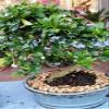 Indoorbonsaiandexotics Imported Fukien Tea Beginner Bonsai Tree (Indoors) view 1