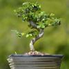 Indoorbonsaiandexotics Imported Fukien Tea Beginner Bonsai Tree (Indoors) view 2